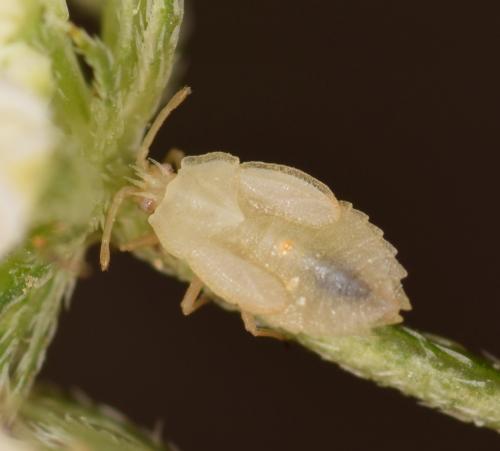 Réf. 185 647 : Tingis auriculata